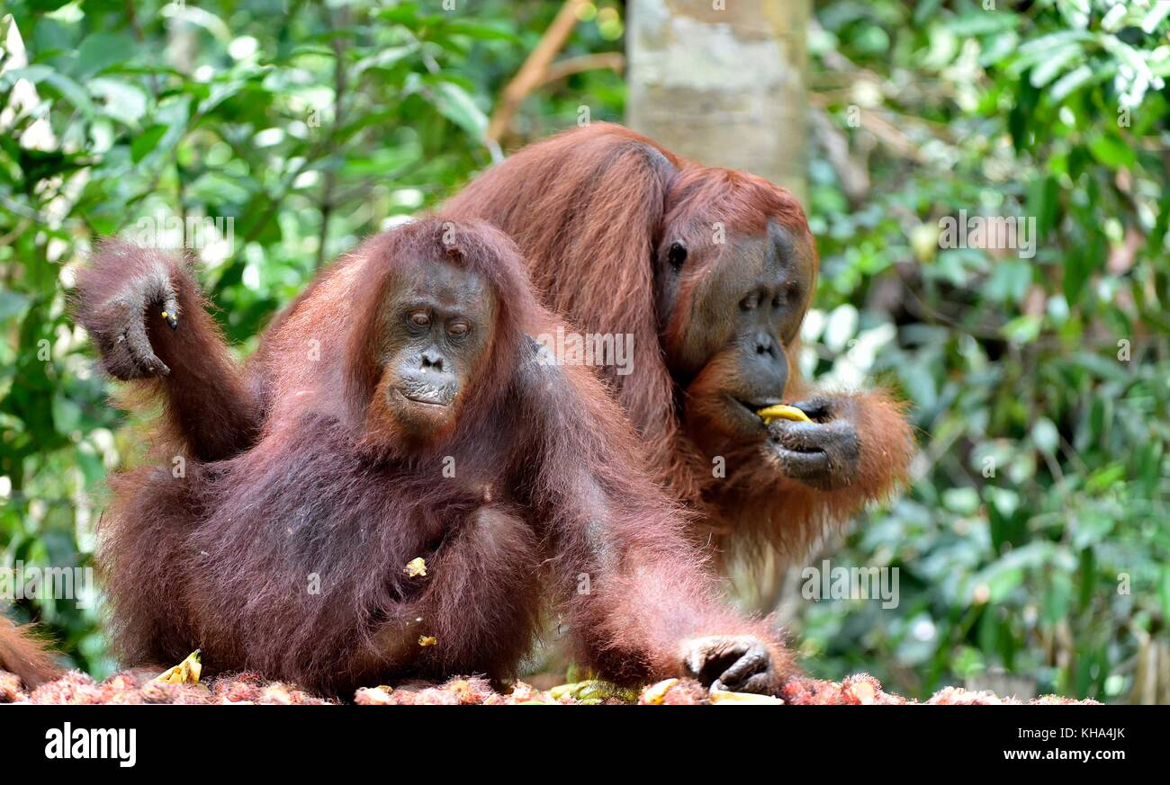 Bornean orangutan (pongo pygmaeus wurmbii) nella natura selvaggia. La foresta pluviale di isola di Borneo. Indonesia. Foto Stock