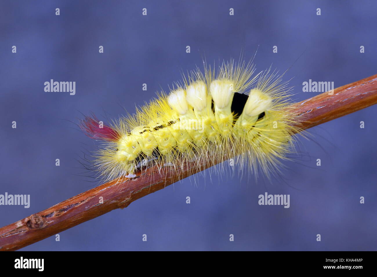 Pale tussock moth caterpillar, calliteara pudibunda Foto Stock