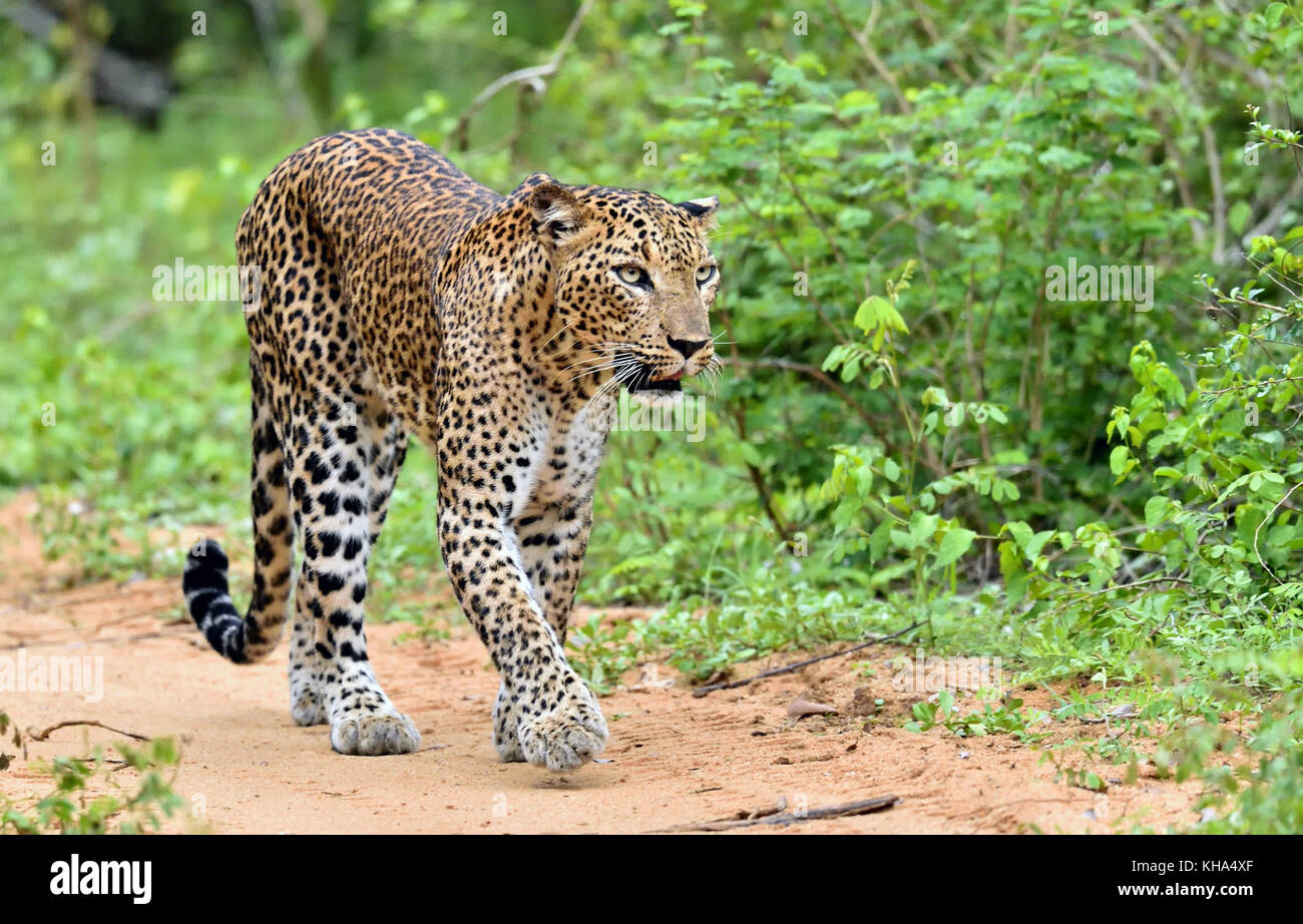 Leopard a camminare su una strada di sabbia. il leopardo dello Sri Lanka (panthera pardus kotiya) Foto Stock