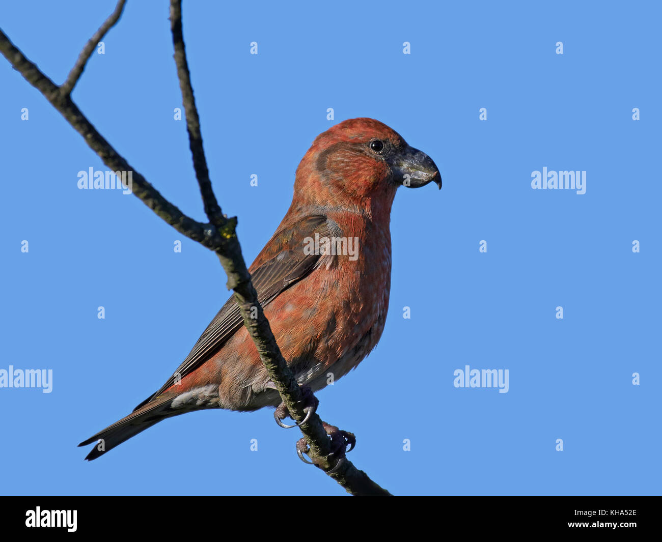 Parrot crossbill nel suo habitat naturale Foto Stock