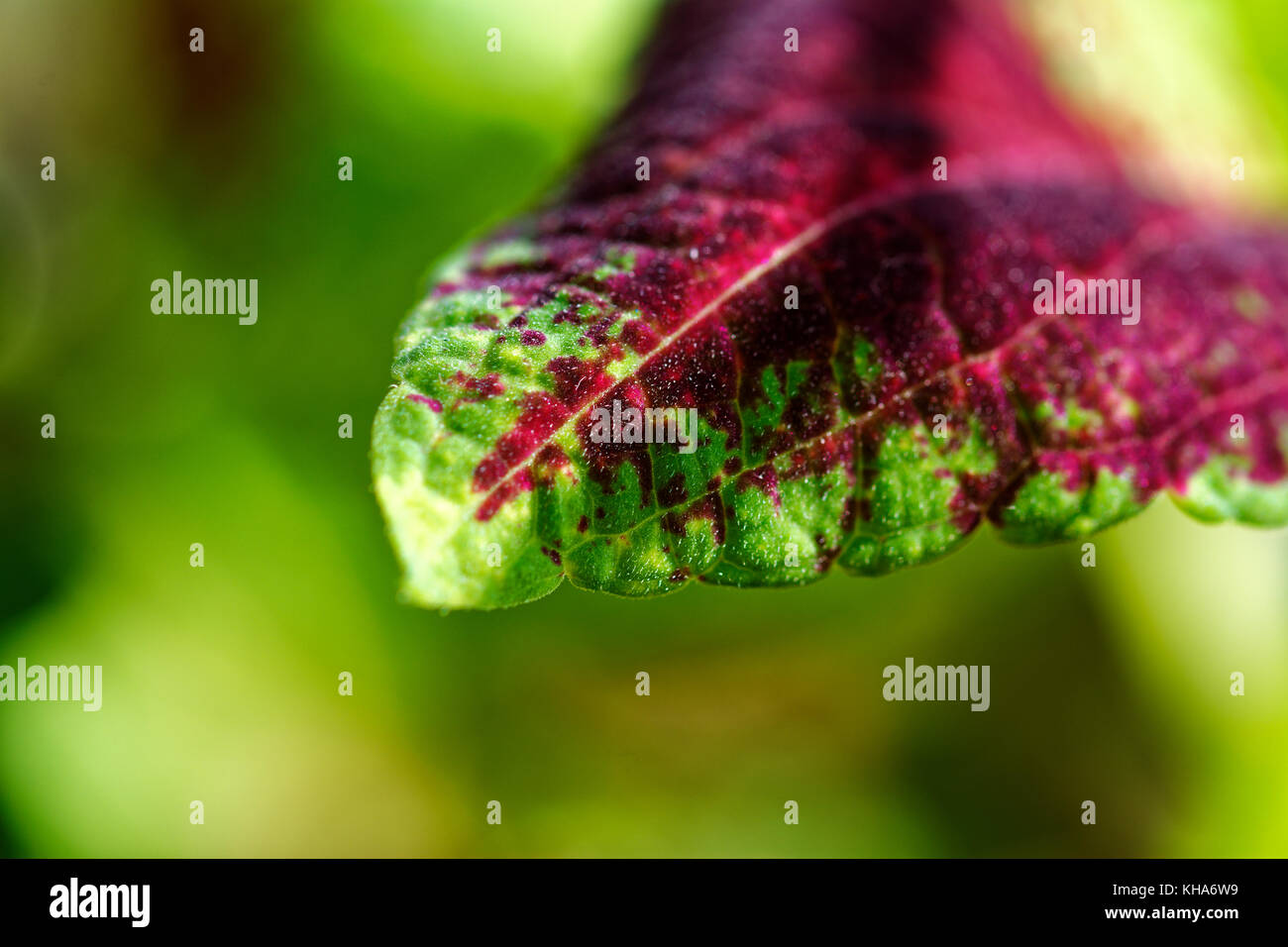 Close up coleus viola lascia tricolore Foto Stock