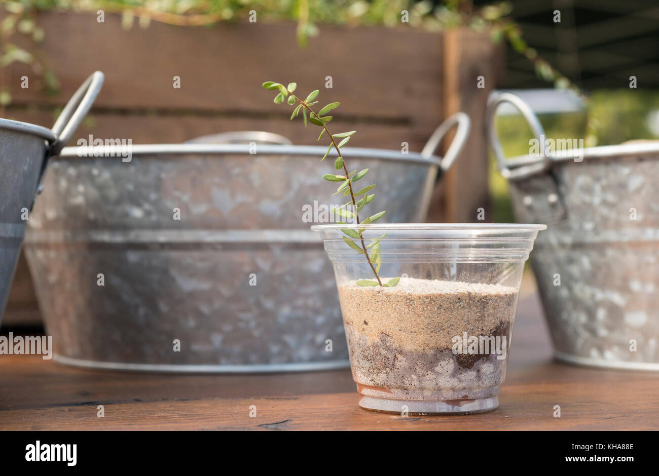 "Bog in a Cup" e i suoi ingredienti fanno parte del Dipartimento dell'Agricoltura degli Stati Uniti (USDA) Farmers Market partnership con la Ocean Spray cooperativa agricola per le caratteristiche mirtilli rossi il Venerdì, 17 settembre 2016 a Washington, D.C. parte della presentazione di un giorno includeva "Bog in a Cup", dove i visitatori potevano imparare e assemblare il terreno di coltivazione adeguato di argilla, ghiaia, muschio peloso e sabbia per aiutare a iniziare una vite di mirtillo rosso a crescere in un arbusto. La mini-bog dimostra come l'acqua viene utilizzata come strumento per galleggiare le bacche per un raccolto più efficiente. Vivere arbusti di mirtilli che è venuto fr Foto Stock