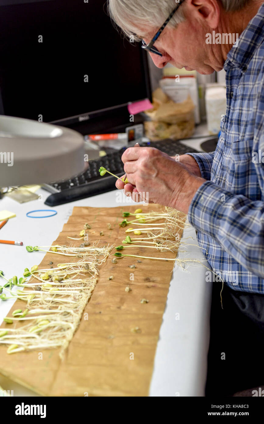 U. S. Department of Agriculture (USDA) Agricultural Research Service (ARS) Biological Science Lab Technician Dennis Moss testa la vitalità dei semi di soia al laboratorio Nazionale per la conservazione delle risorse genetiche in ft. Collins, CO il 16 settembre 2016. USDA foto di Neil Palmer. Foto Stock