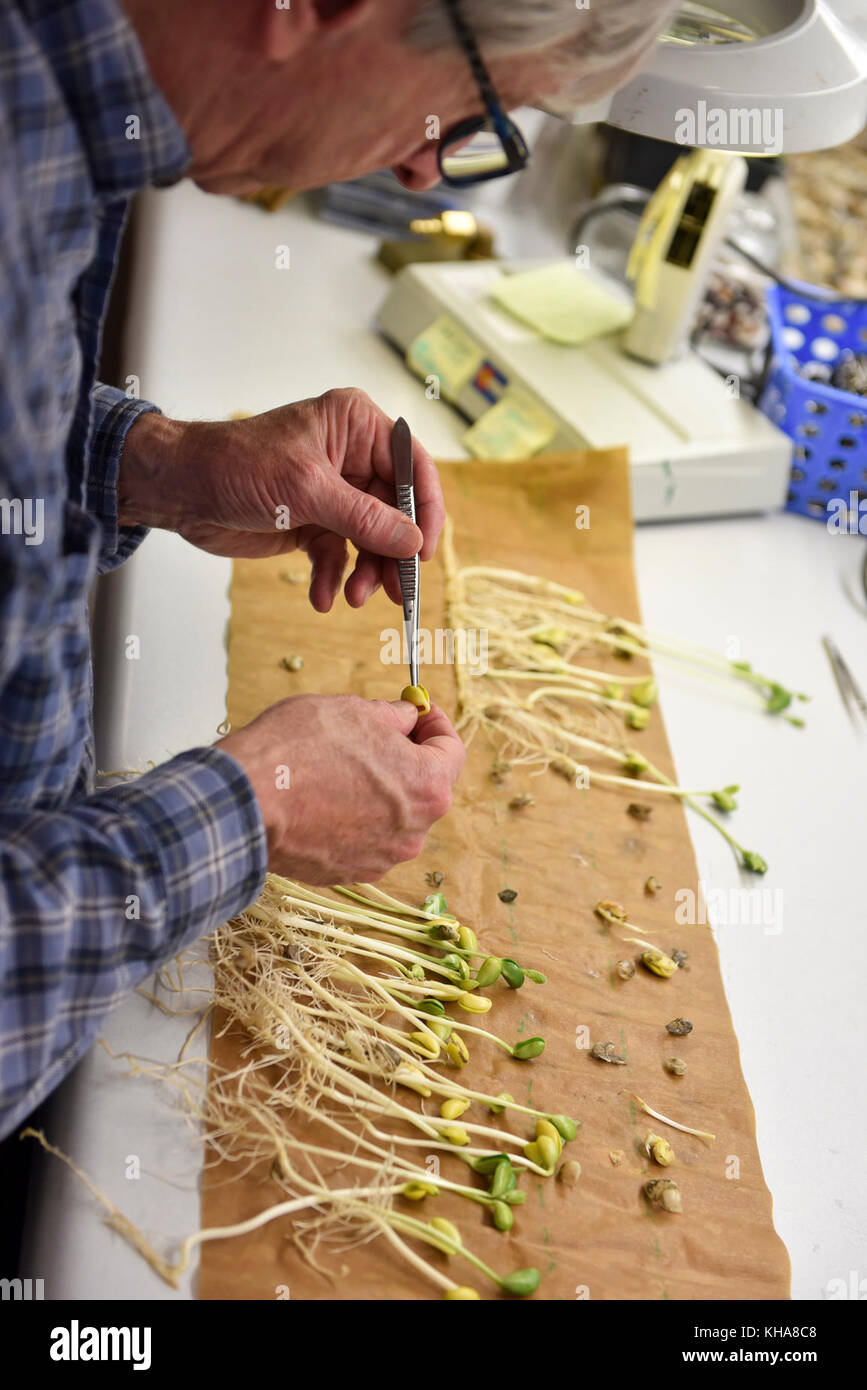 U. S. Department of Agriculture (USDA) Agricultural Research Service (ARS) Biological Science Lab Technician Dennis Moss testa la vitalità dei semi di soia al laboratorio Nazionale per la conservazione delle risorse genetiche in ft. Collins, CO il 16 settembre 2016. USDA foto di Neil Palmer. Foto Stock