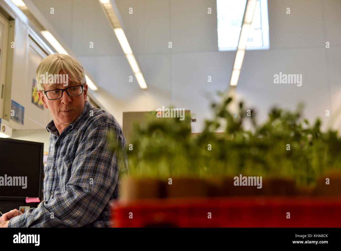 U. S. Department of Agriculture (USDA) Agricultural Research Service (ARS) Biological Science Lab Technician Dennis Moss testa la vitalità dei semi di soia al laboratorio Nazionale per la conservazione delle risorse genetiche in ft. Collins, CO il 16 settembre 2016. USDA foto di Neil Palmer. Foto Stock