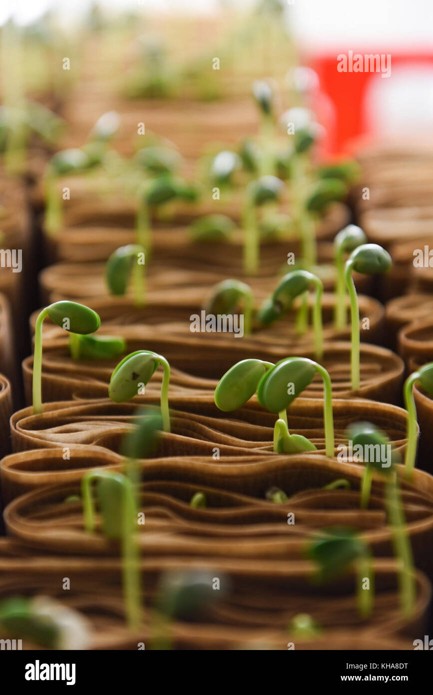 I semi di soia sono testati per la vitalità dei semi presso il Dipartimento dell'Agricoltura degli Stati Uniti (USDA) Agricultural Research Service (ARS) National Laboratory for Genetic Resources Preservation in ft. Collins, CO il 16 settembre 2016. USDA foto di Neil Palmer. Foto Stock