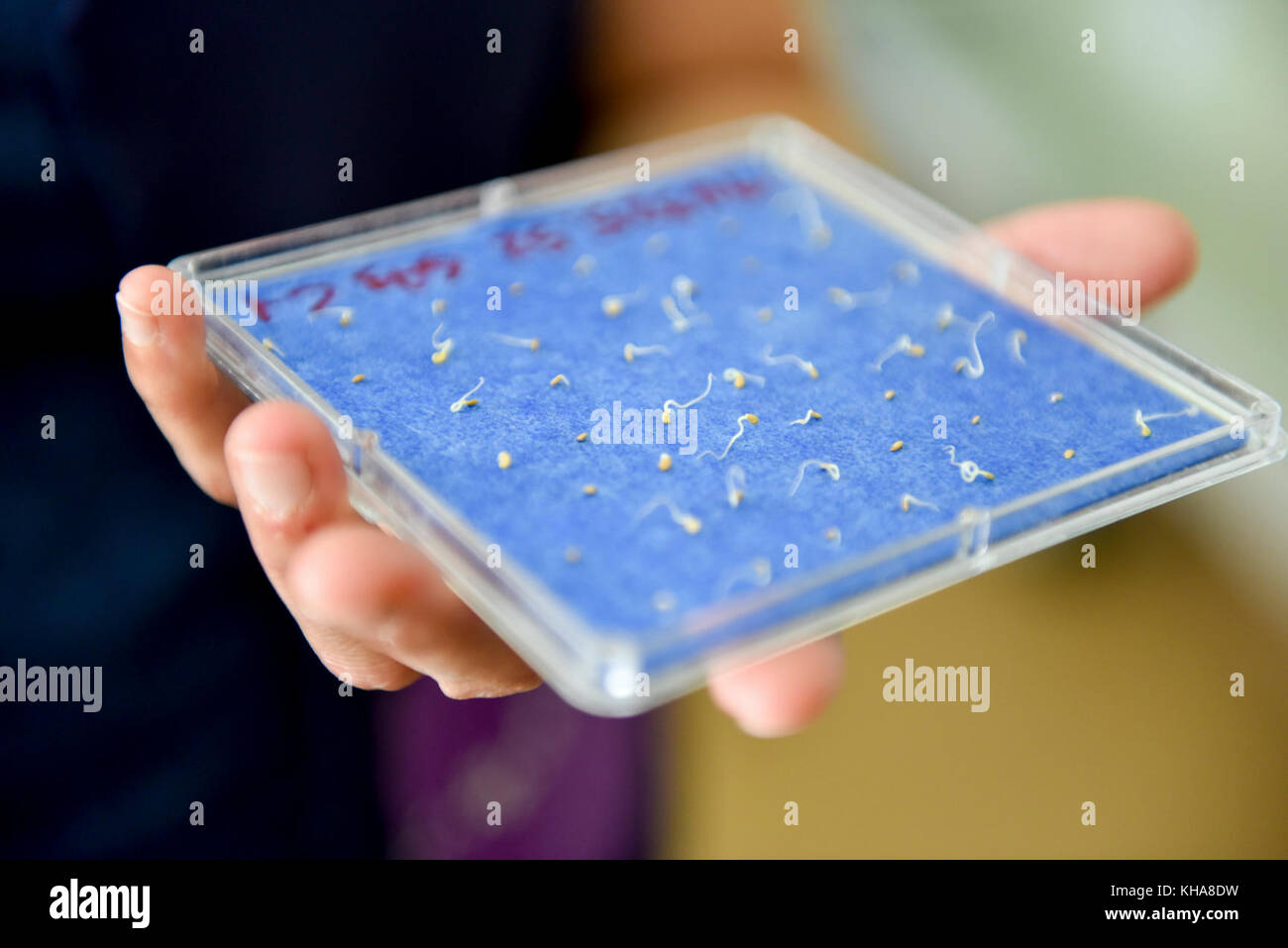 Semi sono testati per la vitalità dei semi presso il Dipartimento di Agricoltura degli Stati Uniti (USDA) Agricultural Research Service (ARS) laboratorio Nazionale per conservazione di risorse genetiche in ft. Collins, CO il 16 settembre 2016. USDA foto di Neil Palmer. Foto Stock