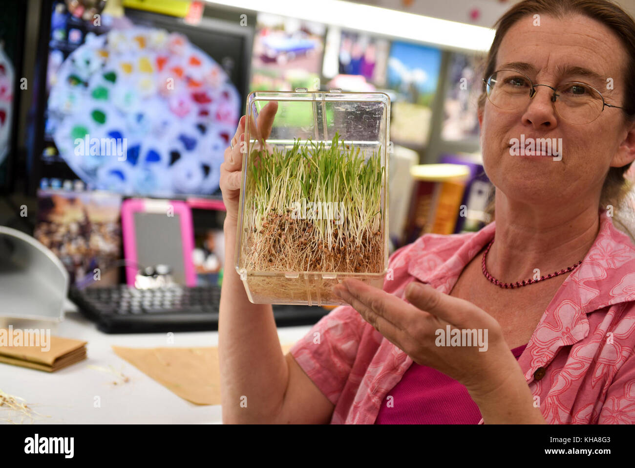 U.S. Department of Agriculture (USDA) Agricultural Research Service (ARS) Biological Science Lab Technician Samantha Leach tests Sorghum Seed Viability at the National Laboratory for Genetic Resources Preservation in ft. Collins, CO il 16 settembre 2016. USDA foto di Neil Palmer. Foto Stock
