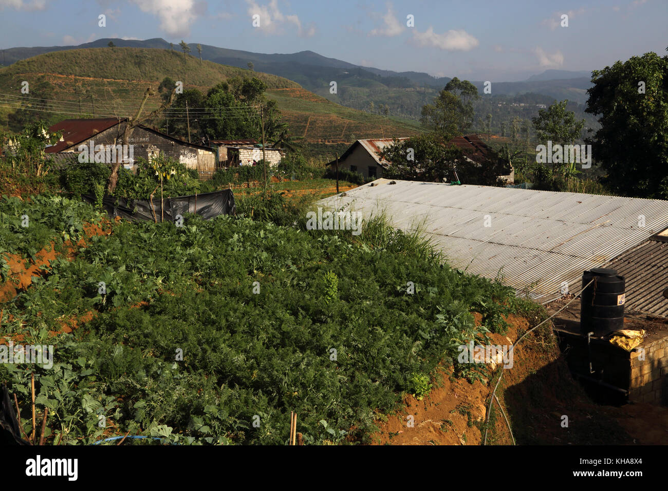 Hill Country provincia centrale dello Sri Lanka nelle aziende di piccole dimensioni Foto Stock