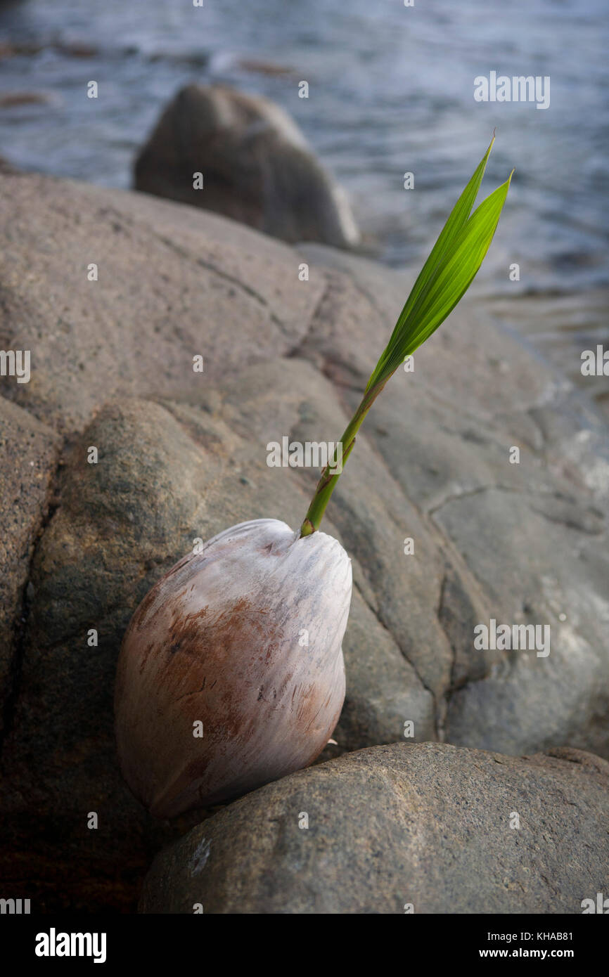 Palma da cocco crescente tra rocce e noce di cocco, pulau perhentian, Malaysia Foto Stock