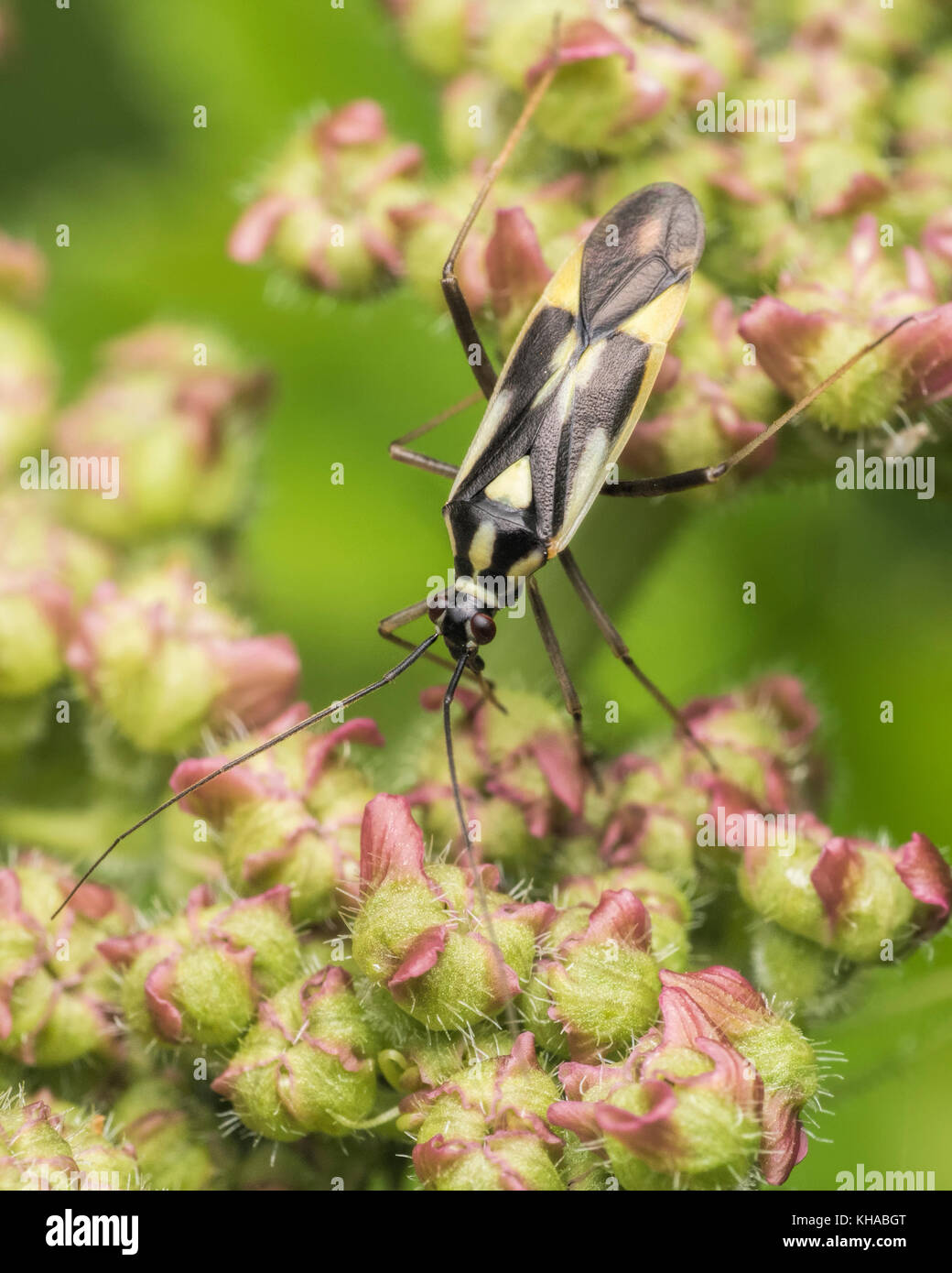 Grypocoris stysi mirid bug su Nettle. Tipperary, Irlanda. Foto Stock