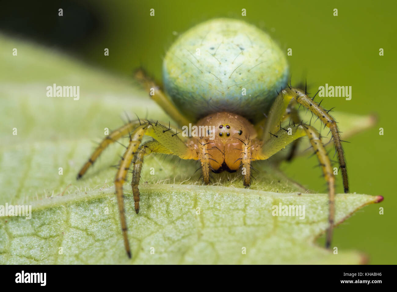 Cucumber green Orb Spider (Araniella sp.) sul lato inferiore della balestra. Tipperary, Irlanda. Foto Stock