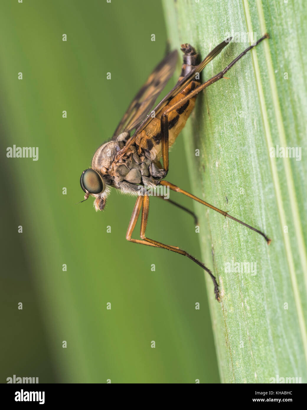 Downlooker Snipefly (Rhagio scolopaceus) sulla vegetazione pondside. Tipperary, Irlanda. Foto Stock