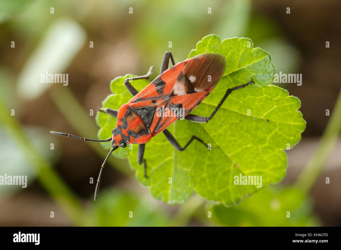 Bellissimo insetto rosso su una verde foglia piccola a giardino infestante. Close-up di sementi bug Spilostethus pandurus Foto Stock