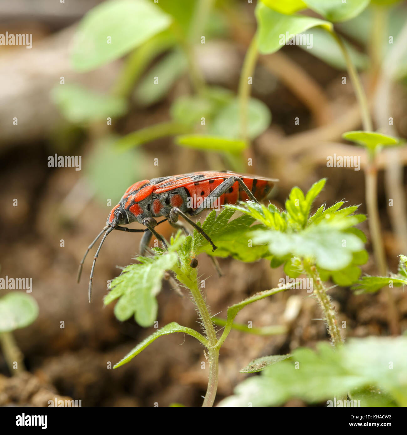 Bellissimo insetto rosso su giardino di alghe. Vista macro di sementi bug Spilostethus pandurus Foto Stock