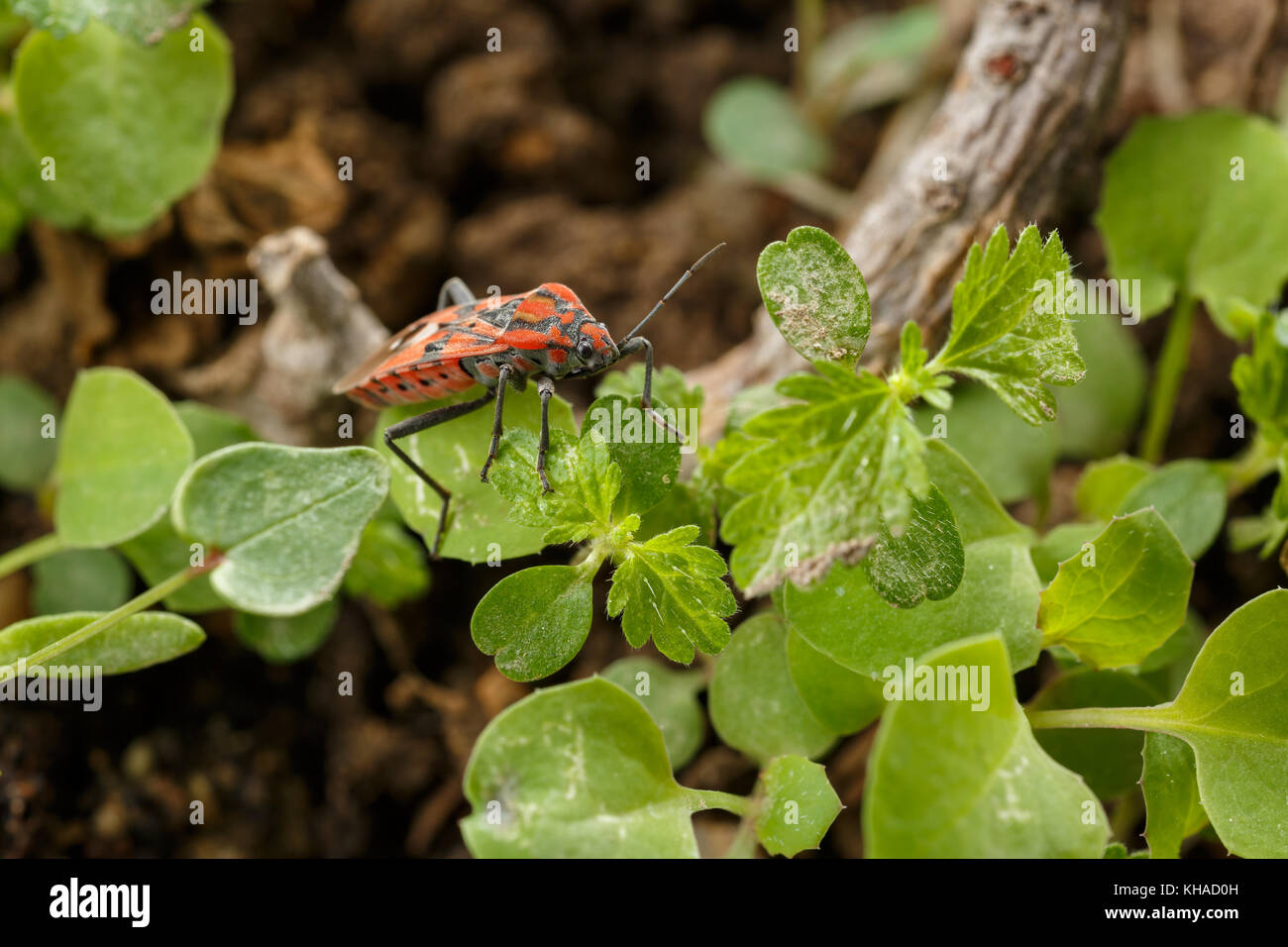 Vista frontale del rosso su insetto infestante foglie. La fauna la fotografia macro di sementi bug Spilostethus pandurus Foto Stock