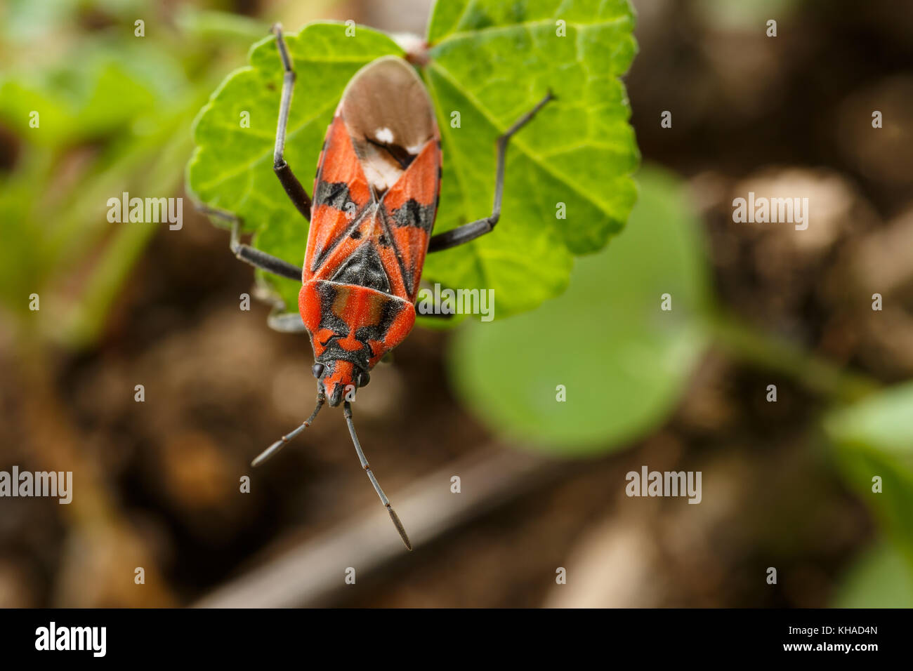 Insetto rosso su una foglia verde. Vista macro di sementi bug Spilostethus pandurus. Fotografia della fauna selvatica Foto Stock