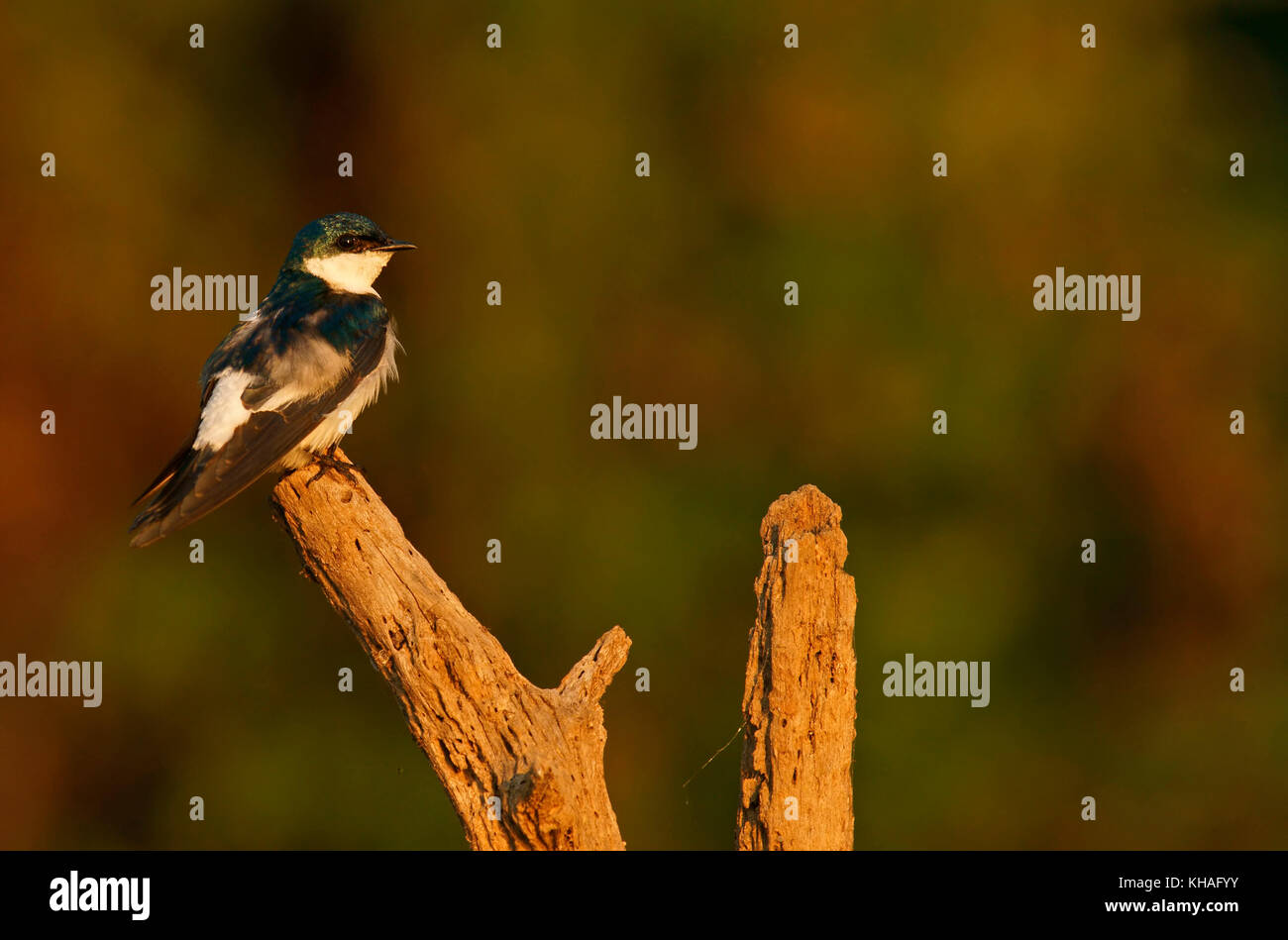 Bianco swallow alato (tachycineta albiventer), Pantanal, Mato Grosso do Sul, Brasile Foto Stock