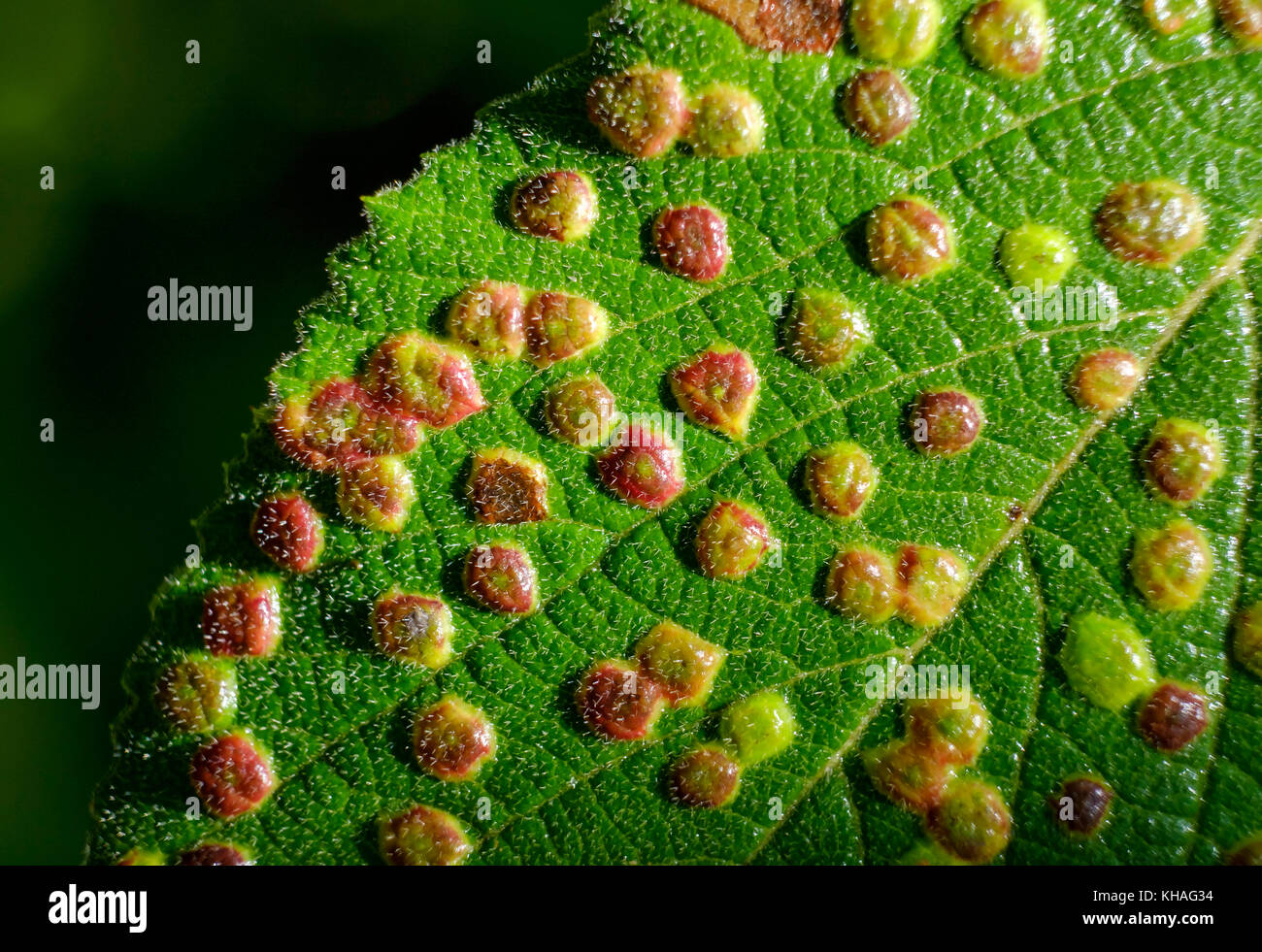 Gall o cistifellea di fiele mite (phytoptus laevis) sulla foglia di Viburnum lantana (Viburnum lantana), Baviera, Germania Foto Stock