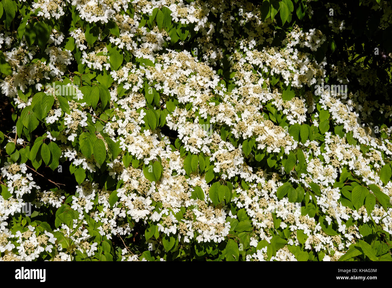 Bianco arbusto a fioritura, giapponese snowball (viburnum plicatum), Inghilterra, Gran Bretagna Foto Stock