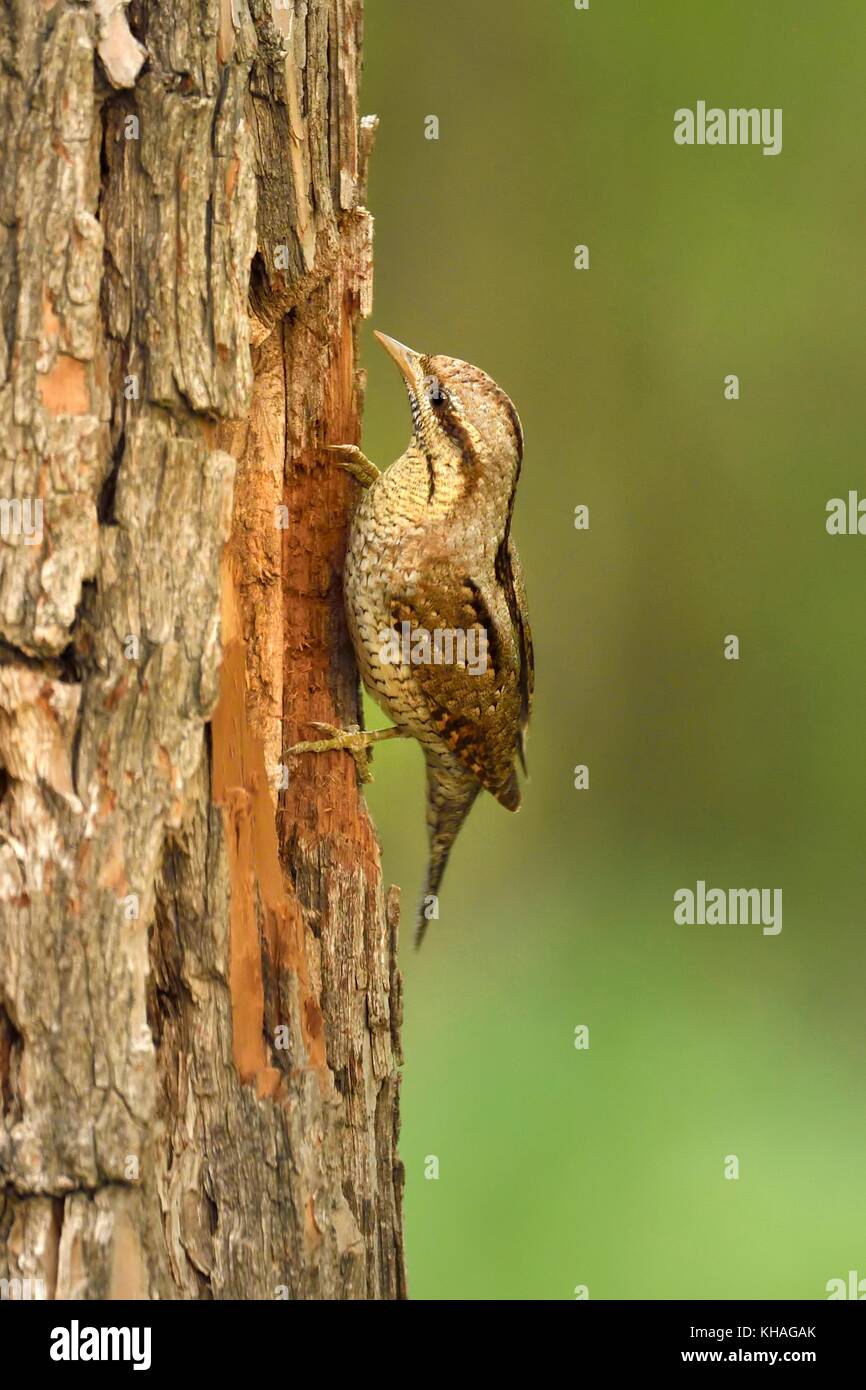 Eurasian spasmodico (Jynx torquilla) a tronco di albero, Parco Nazionale di Kiskunsag, Ungheria Foto Stock