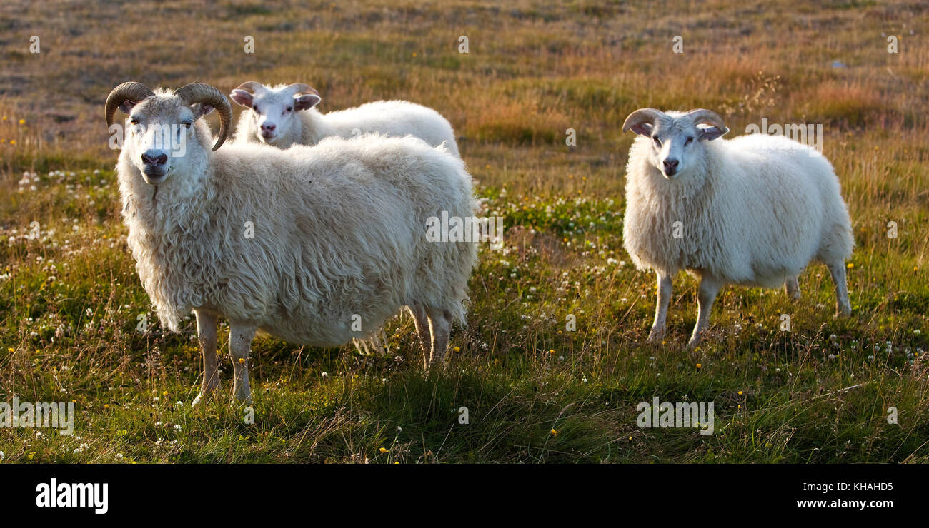 Pecore (Ovis), madre di due figli, Northwest Islanda Islanda Foto Stock