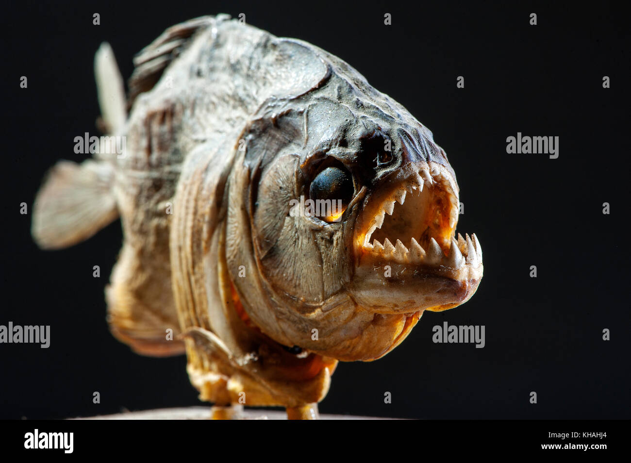 Chiudere mostrando i denti affilati denti di un carnivoro pesci piranha trovate in molti fiumi in Brasile, tra cui il fiume del Amazon, Brasile Foto Stock