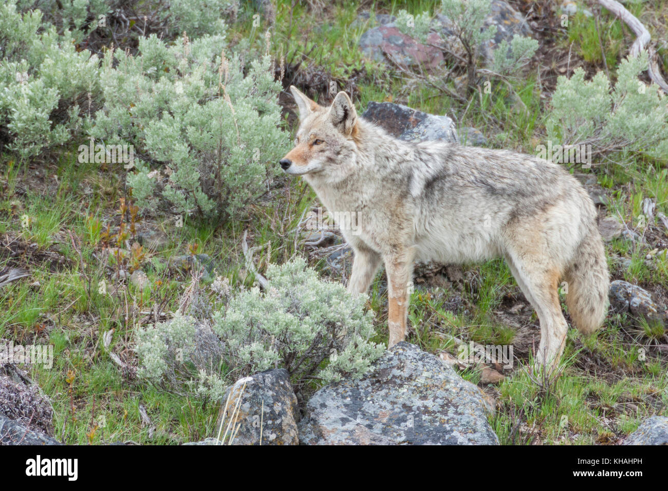 Coyote (Canis latrans) a den con cuccioli nel parco nazionale di Yellowstone Foto Stock
