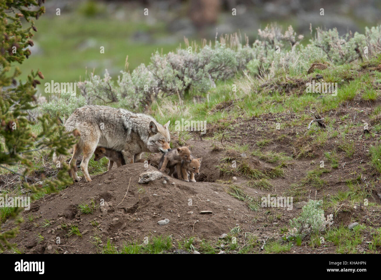 Coyote (Canis latrans) a den con cuccioli nel parco nazionale di Yellowstone Foto Stock