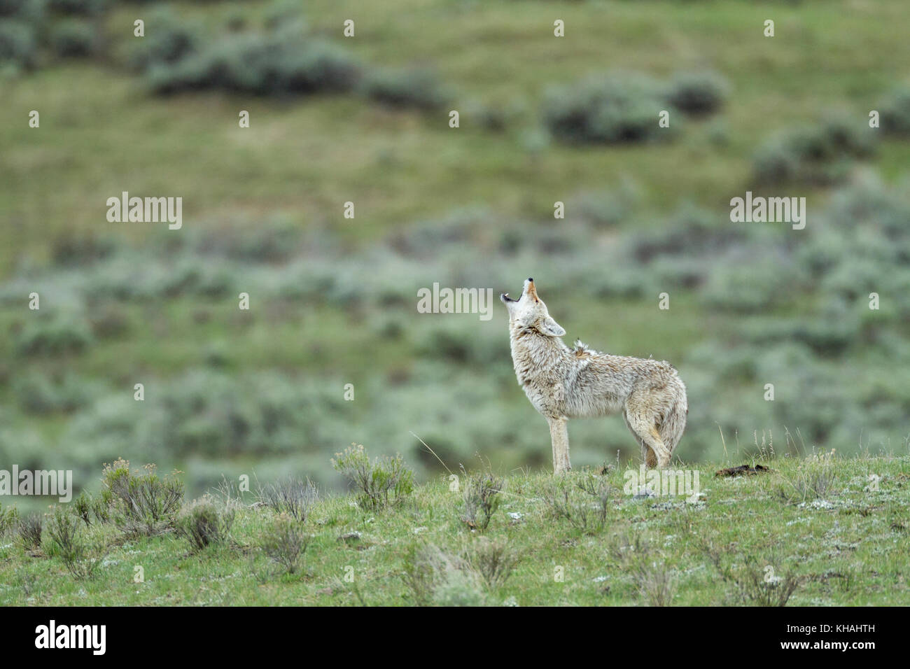 Coyote (Canis latrans) ululare nel parco nazionale di Yellowstone Foto Stock