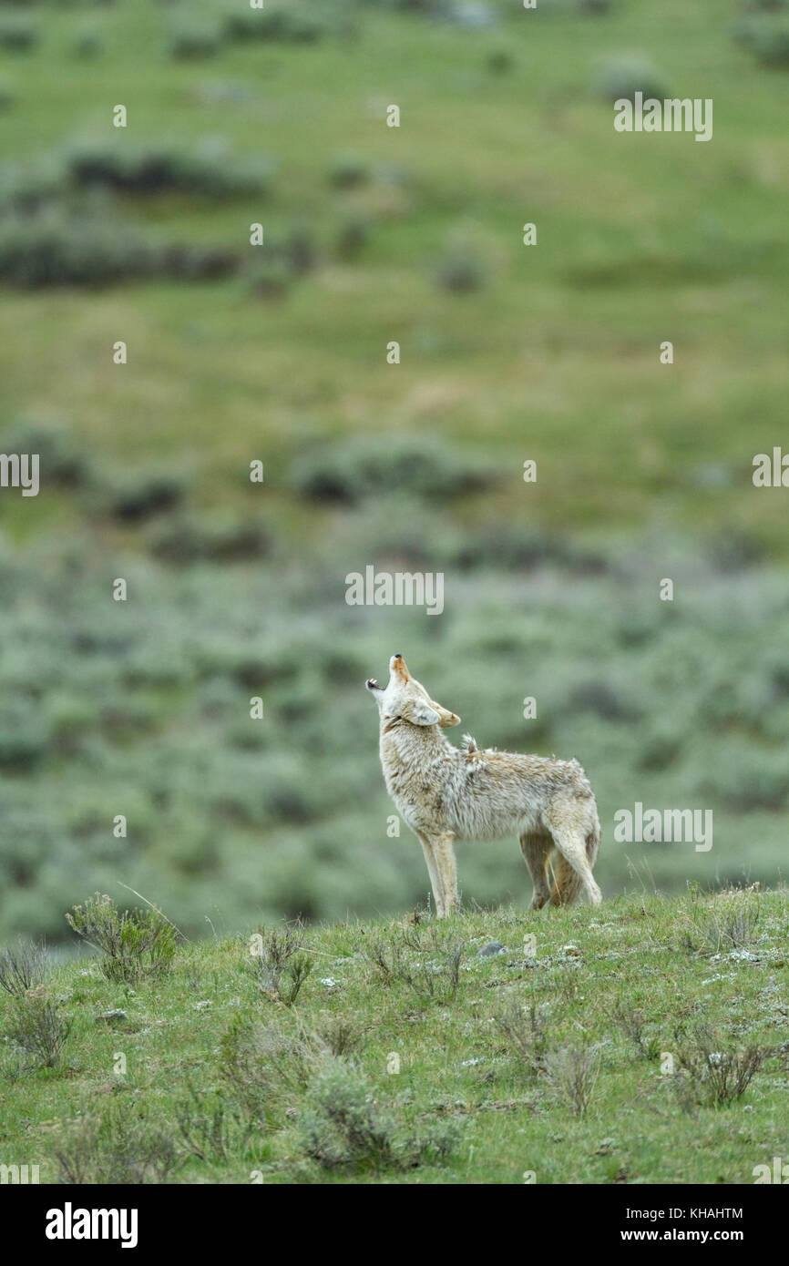 Coyote (Canis latrans) ululare nel parco nazionale di Yellowstone Foto Stock