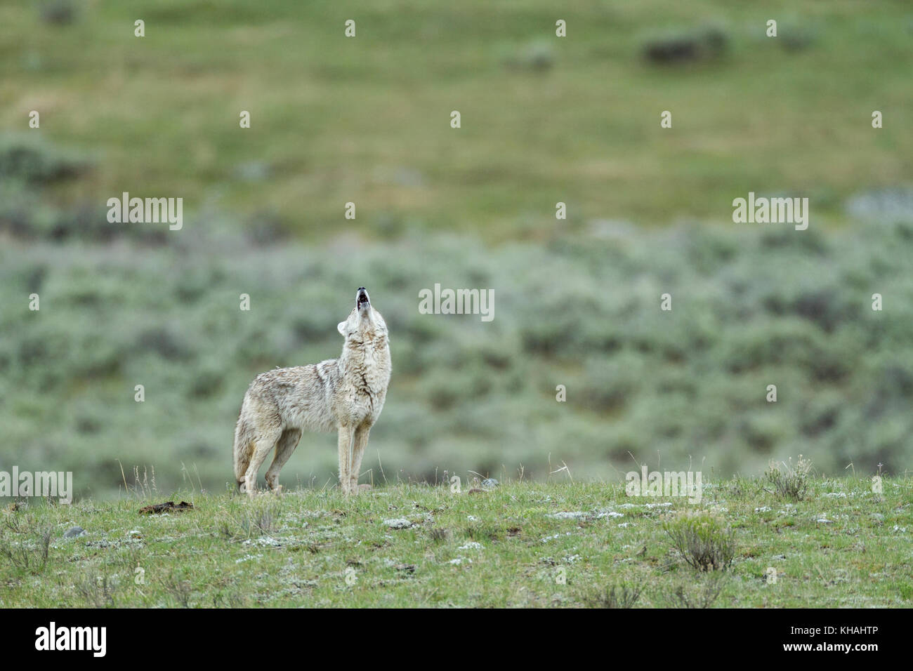 Coyote (Canis latrans) ululati nel parco nazionale di Yellowstone Foto Stock