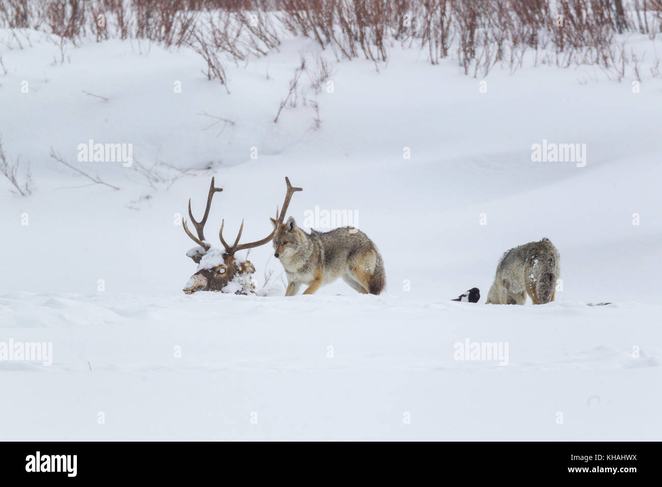 Coyote si nutre della morte di lupi nel parco nazionale di Yellowstone Foto Stock