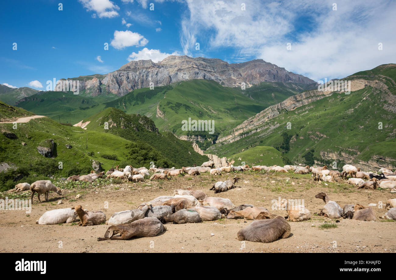 Gregge di pecore e panorama del Caucaso maggiore vicino al villaggio di Laza, Azerbaigian. Foto Stock