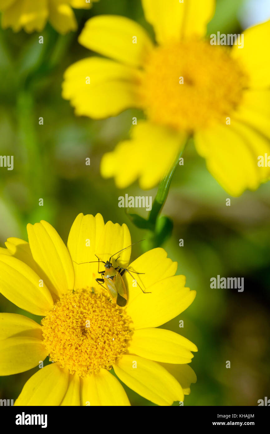 Primo piano di un raro bellissimo fiore giallo con insetto su di esso Foto Stock