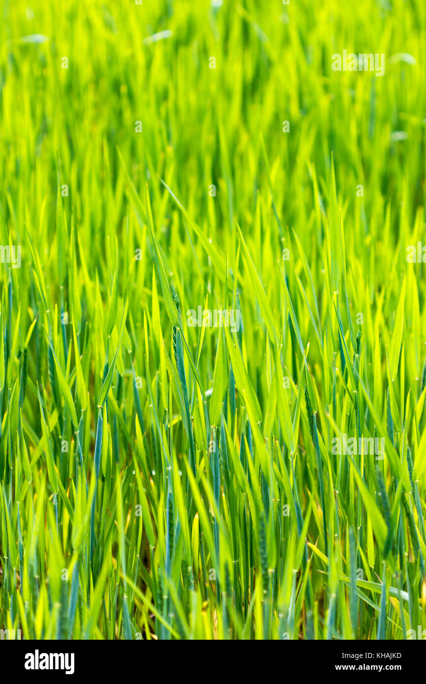 Primo piano di un prato verde in un giardino Foto Stock