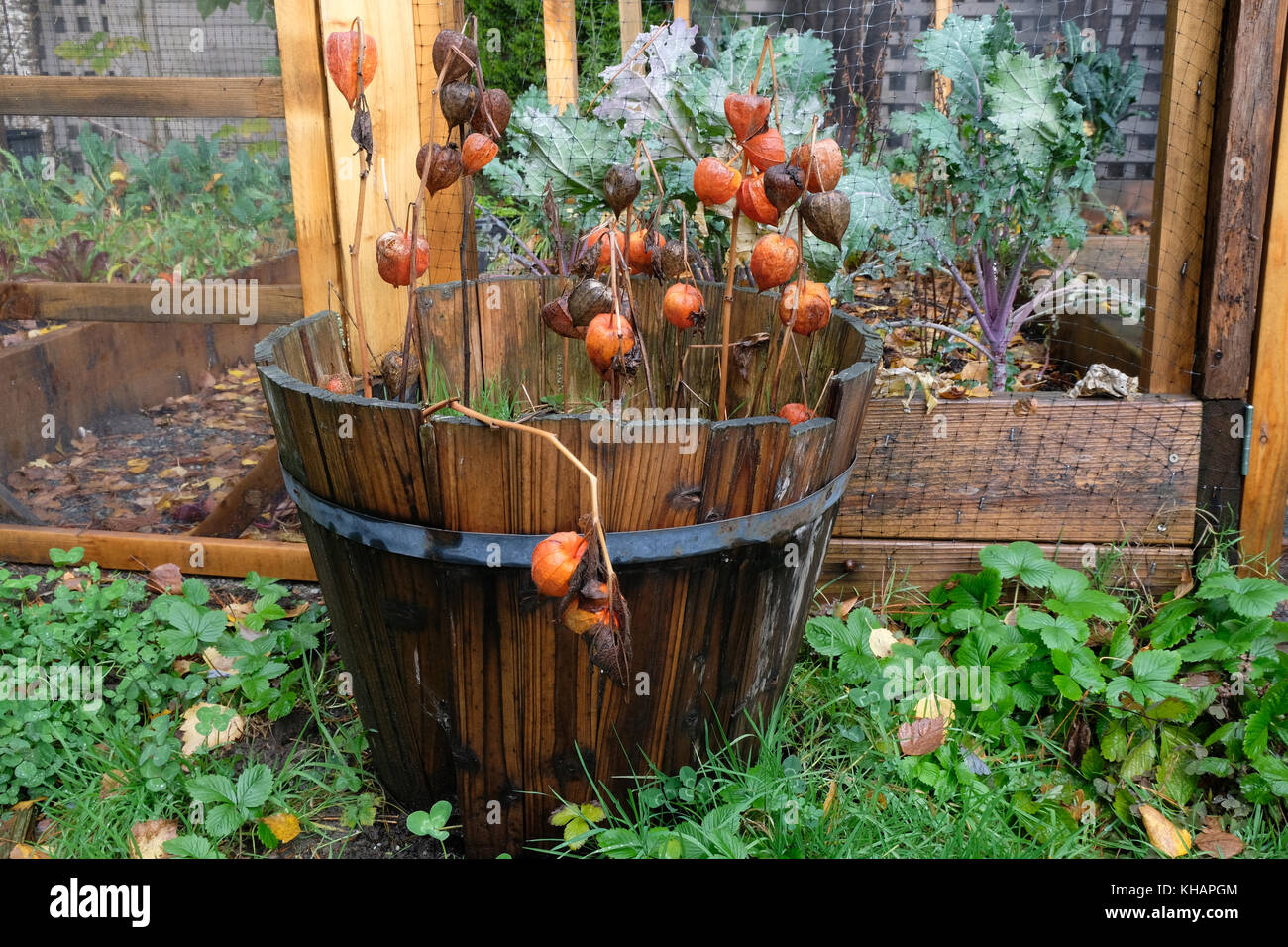 Lanterna cinese pianta con i fiori d'arancio in antico legno casella della piantatrice in orto Foto Stock