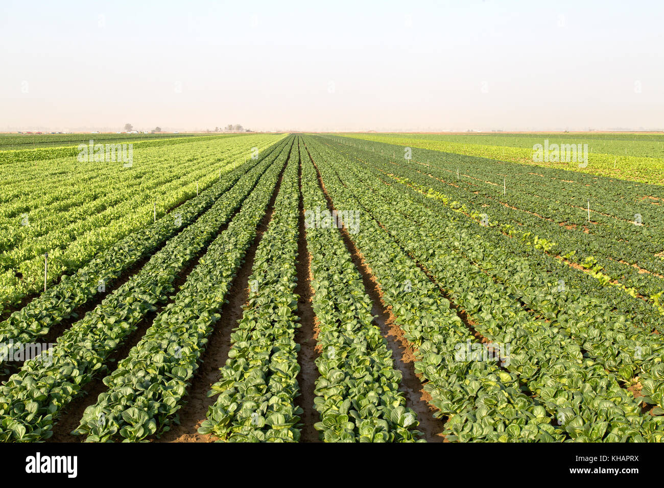 Righe di baby bok Choy " Brassica rapa' var. chenensis' con il segnale di PEA " Pisum sativum " maturazione di raccolto nel campo. Foto Stock