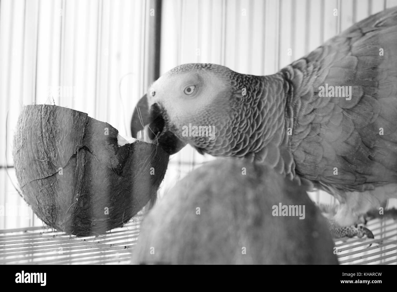 Grande pappagallo grigio africano in gabbia con noce di cocco frutta. bird food concept. Foto Stock
