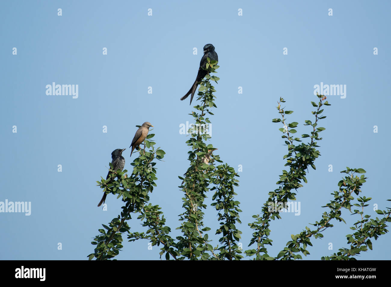 Coppia di drongo nero e un brahminy myna seduto sulla parte superiore della struttura ad albero Foto Stock