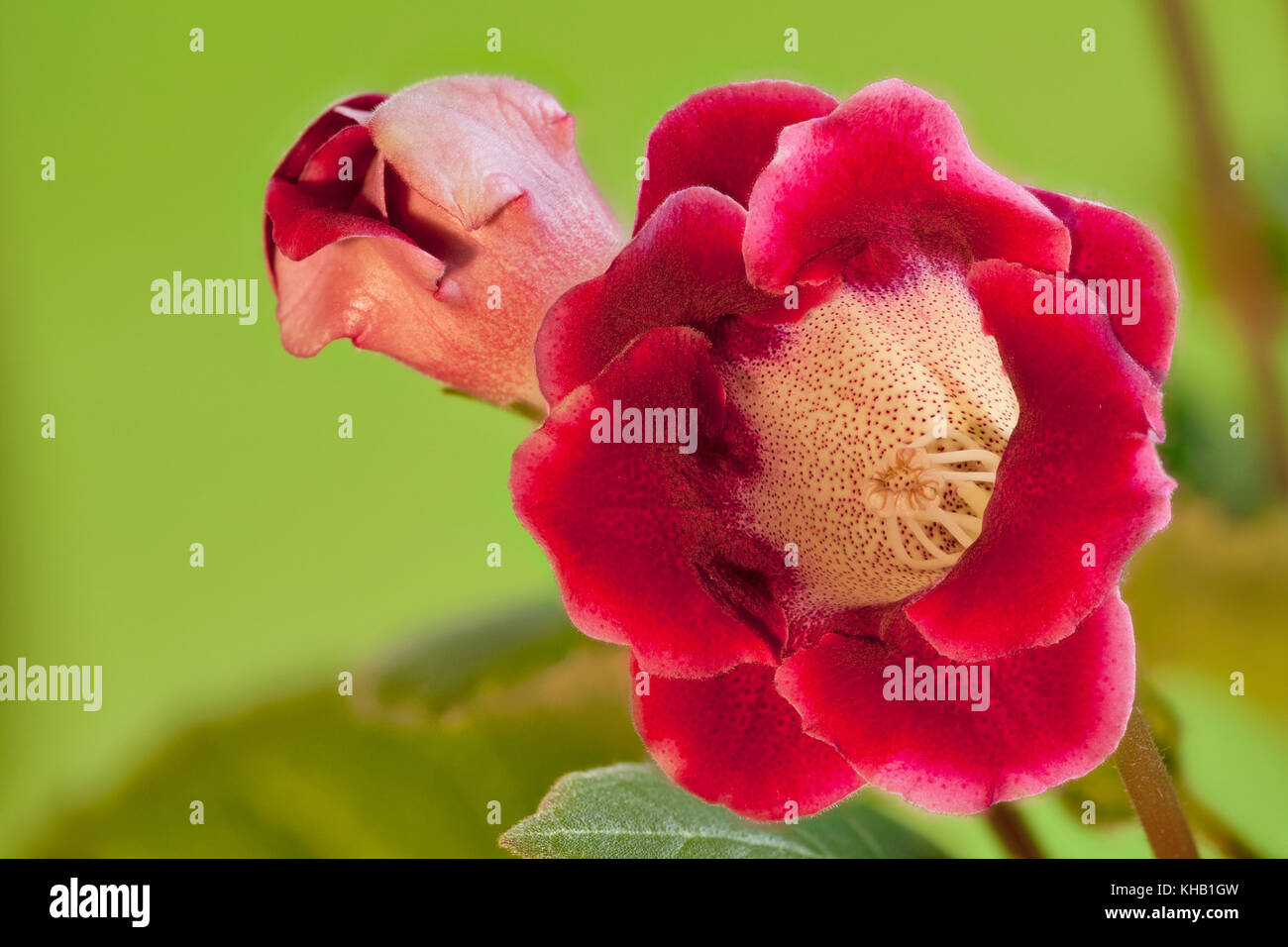 Red handbell bellissimi fiori indoor gloxinia sul verde vicino a Foto Stock