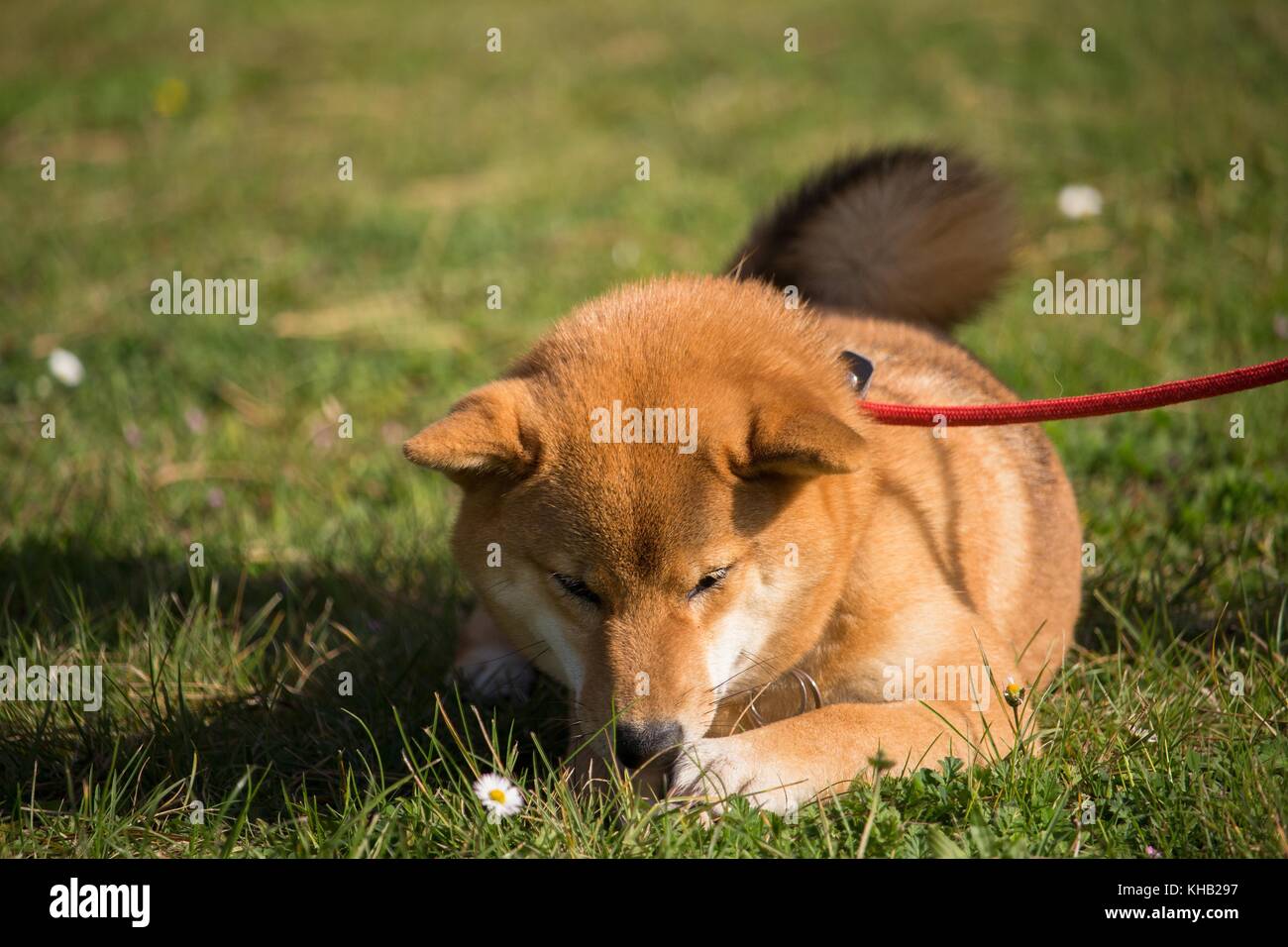 Un ritratto nel selvaggio temi di Shiba Inu cane con gara molto gli occhi Foto Stock