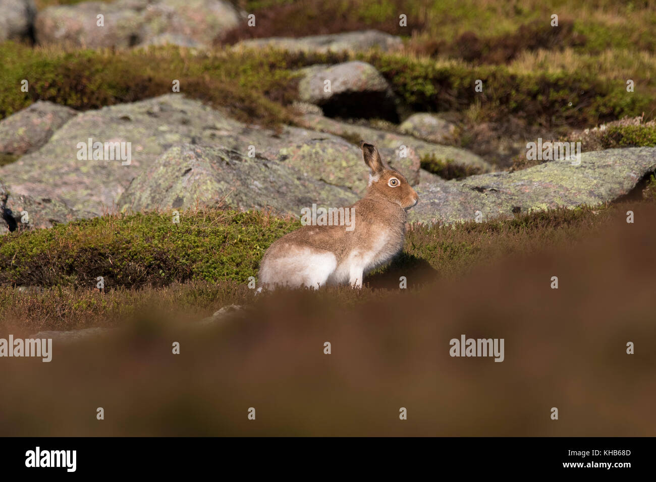 La lepre bianca vicino, Lepus timidus, su una montagna in cairngorm Parco Nazionale di Scozia durante l'estate, autunno, inverno, primavera Foto Stock