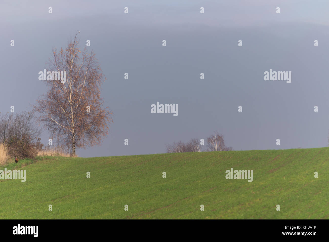 Natura 2000, Głębowice, Polonia, l'Europa. Xv Novembre, 2017.Tree nel sole autunnale. Un altro giorno di sole del polacco autunno dorato. Alberi in tavolozza di colori. Meteo incoraggia attivo un modo di trascorrere il tempo. Credito: w124merc / Alamy Live News Foto Stock