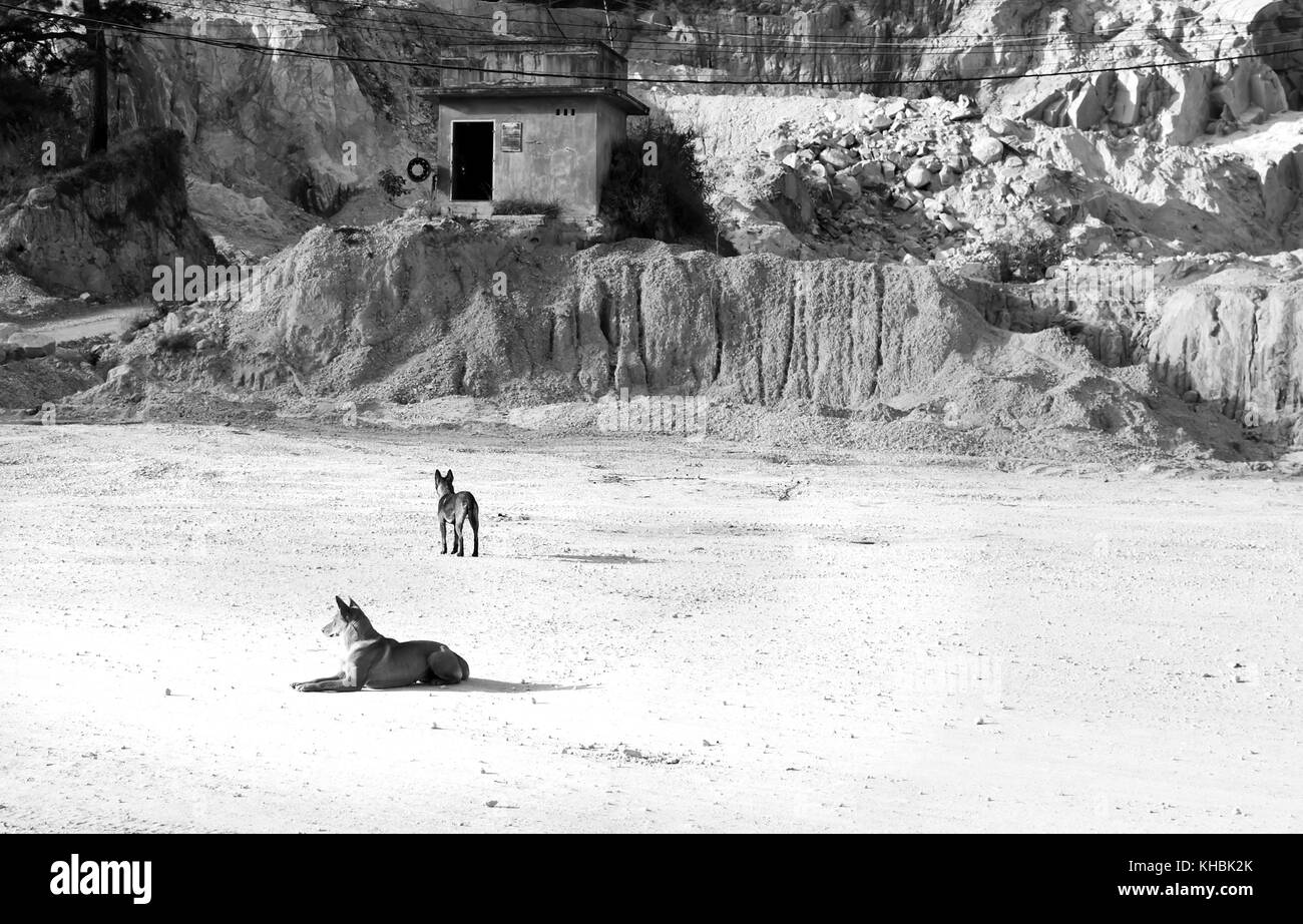 Due cane giacciono in attesa del suo padrone vieni a casa sulla strada di campagna, i cani sono popolari animale domestico anche chiamare il pet che fedele, carino e cordiale Foto Stock