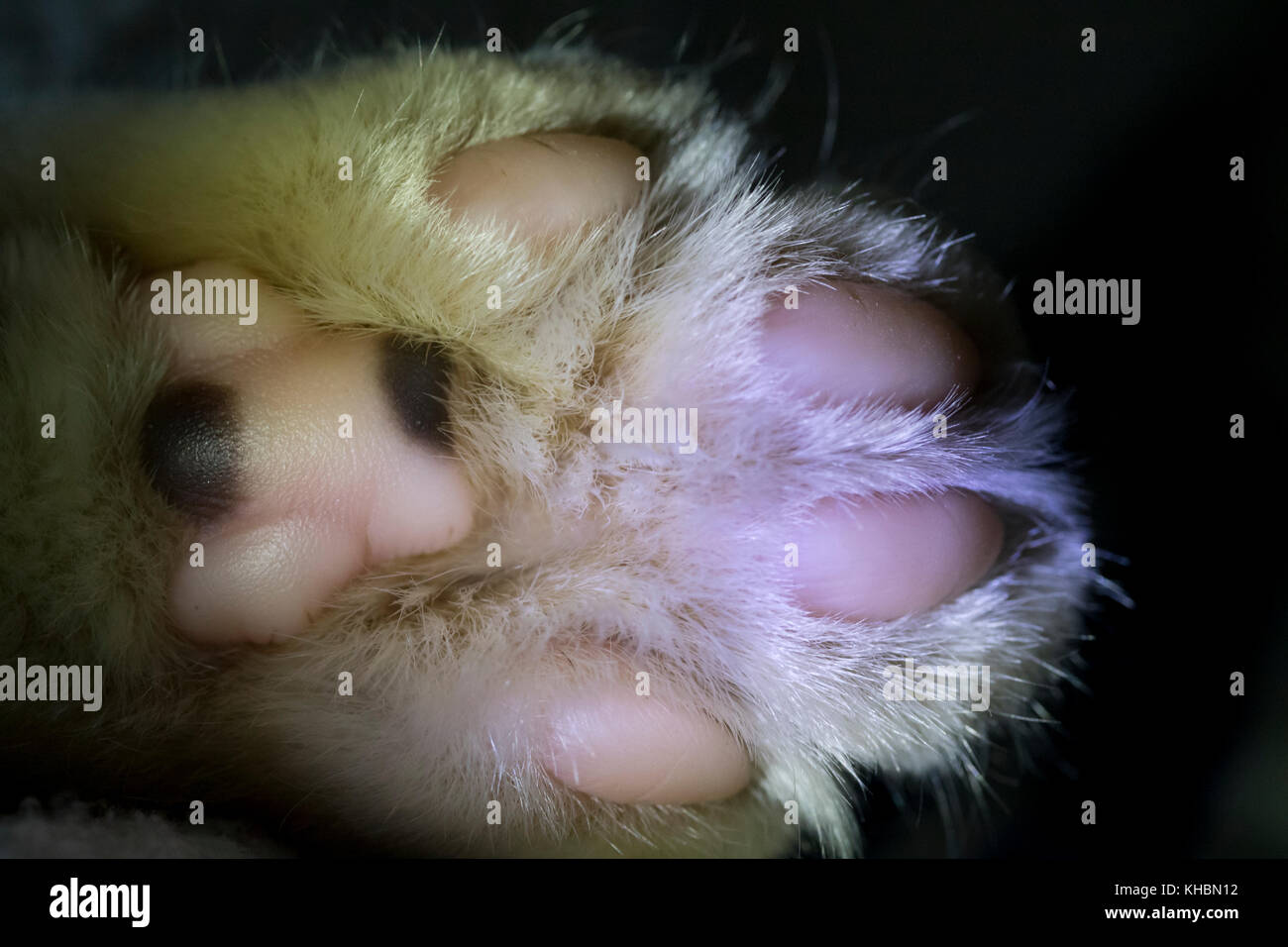 Piazzole sul lato inferiore della zampa del gatto Foto Stock