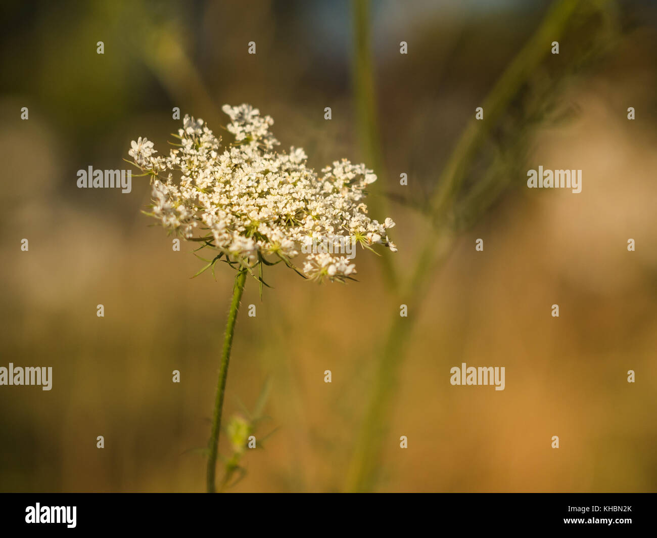 Fiore bianco nel italianìs campagna al tramonto Foto Stock