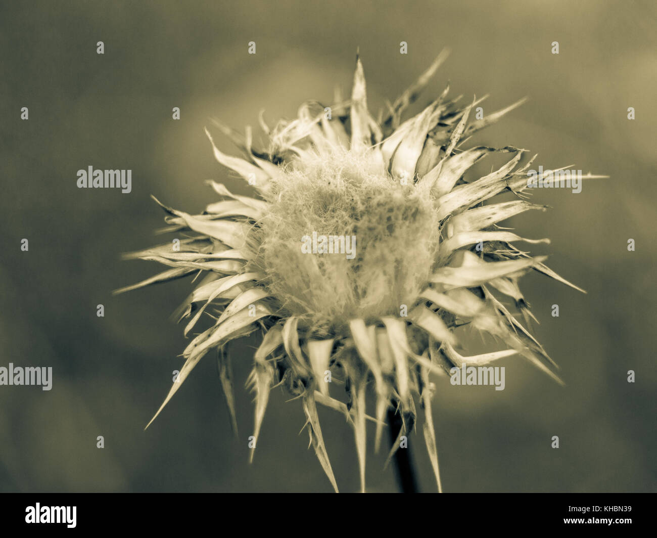 cardo selvatico secco Foto Stock