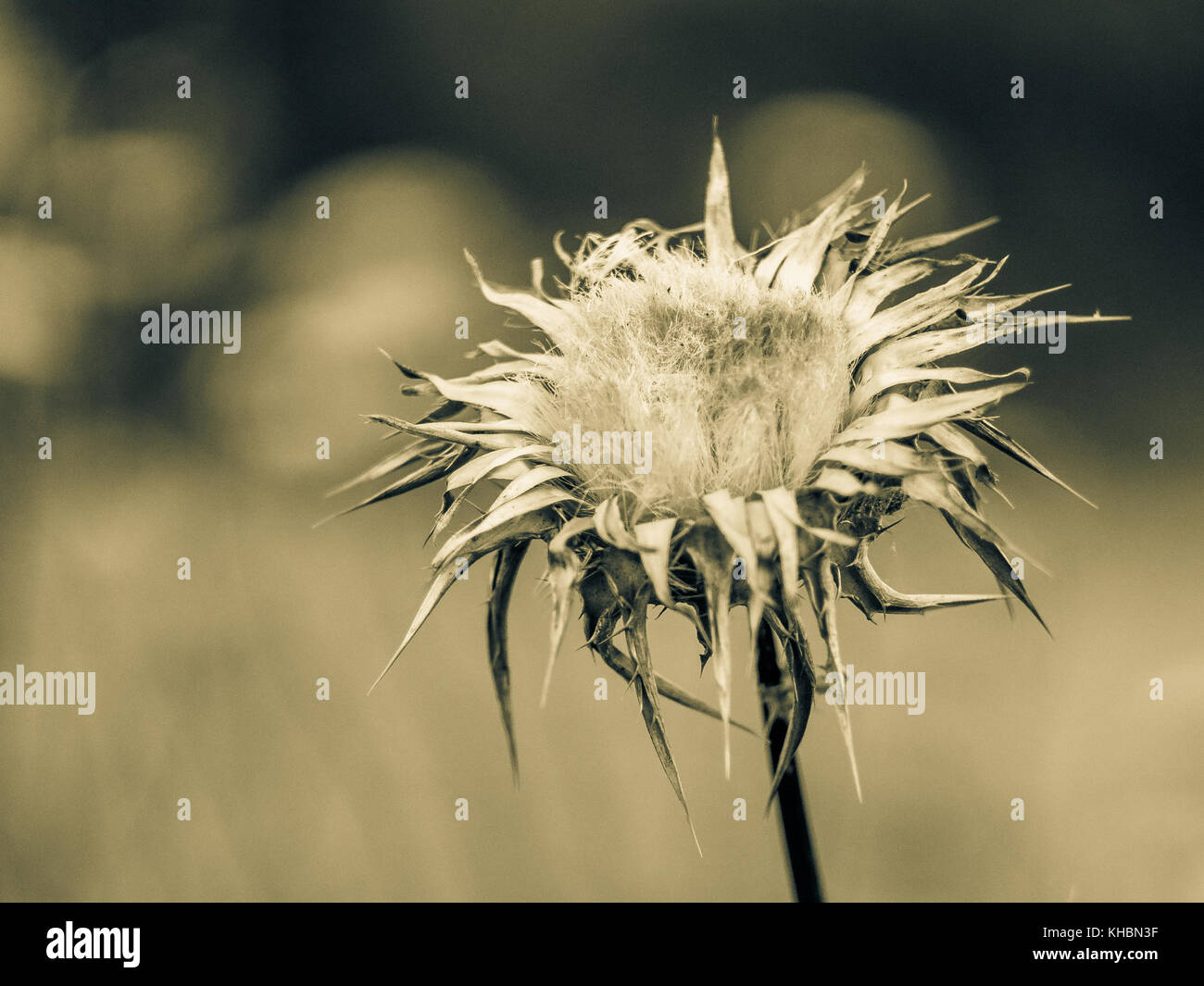 cardo selvatico secco Foto Stock
