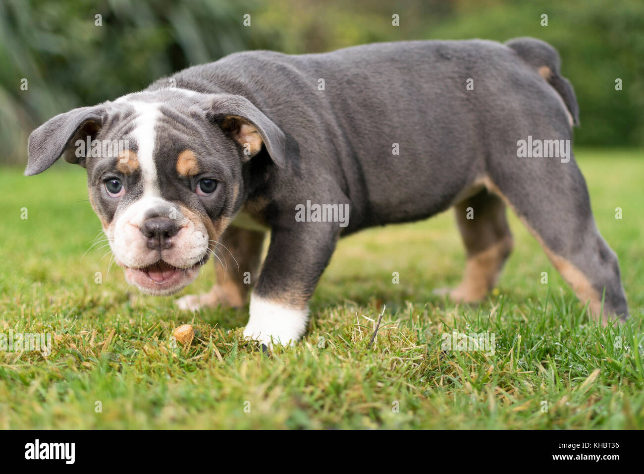 Carino Bulldog inglese cucciolo Foto Stock